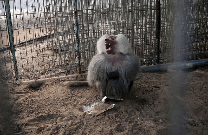 Животные в зоопарке Газа умерли от голода