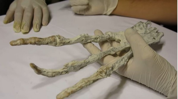Тайваньские СМИ: в пещере Перу обнаружили руку загадочного существа с тремя пальцами