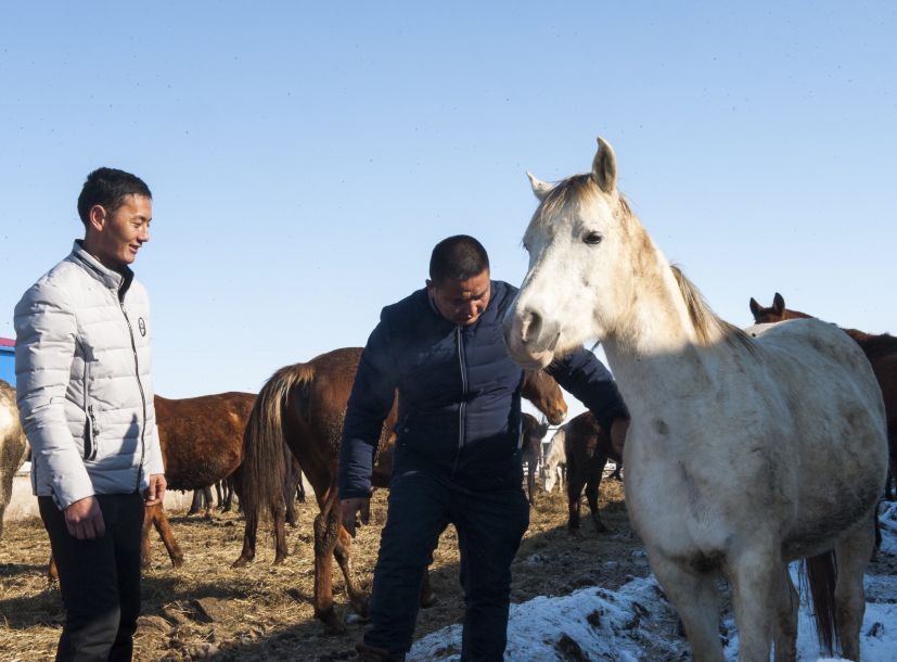 Уезд Чжаосу Синьцзян-Уйгурского автономного района: путь к достатку посредством разведения лошадей
