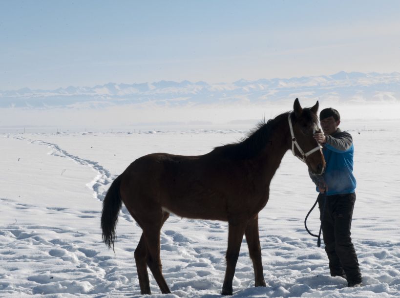 Уезд Чжаосу Синьцзян-Уйгурского автономного района: путь к достатку посредством разведения лошадей