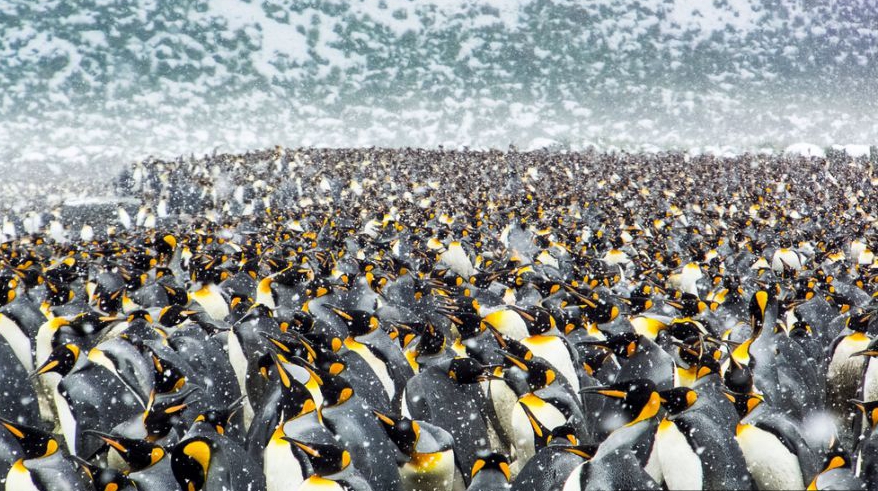 На Южном полюсе собираются около 250 тысяч пингвинов