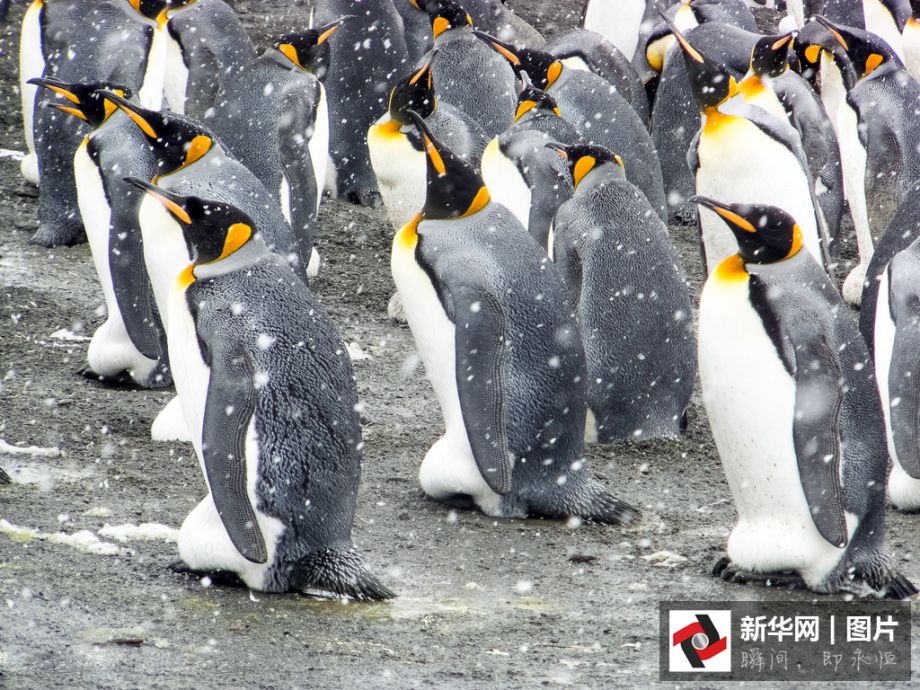 На Южном полюсе собираются около 250 тысяч пингвинов 
