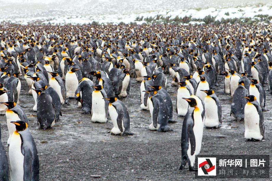 На Южном полюсе собираются около 250 тысяч пингвинов 