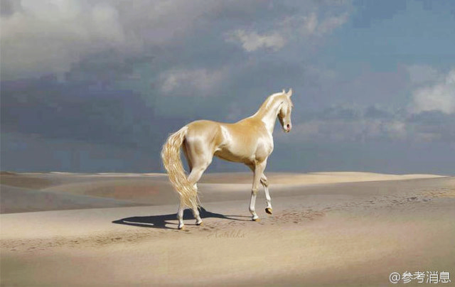 Он называется «лошадью из рая»