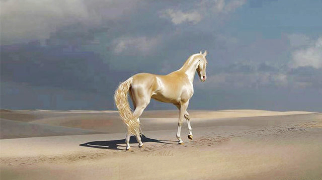 Он называется «лошадью из рая»