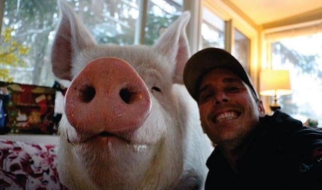 Люди хотели завести карликовую свинью, но она оказалась намного больше
