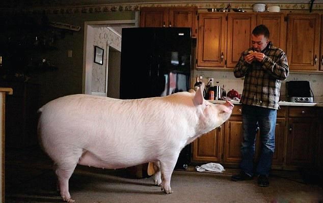Люди хотели завести карликовую свинью, но она оказалась намного больше