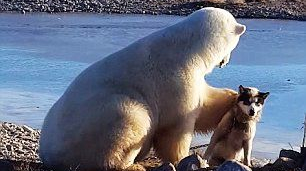 Белому медведю тоже нужны «домашние животные»