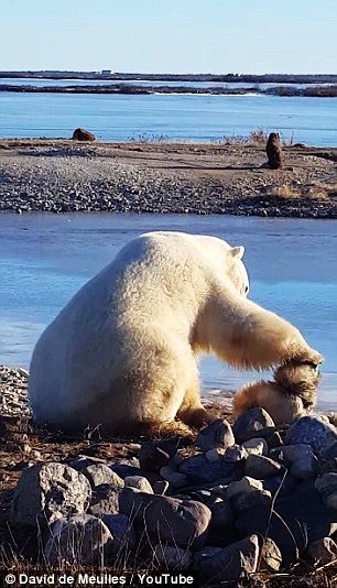 Белому медведю тоже нужны «домашние животные»