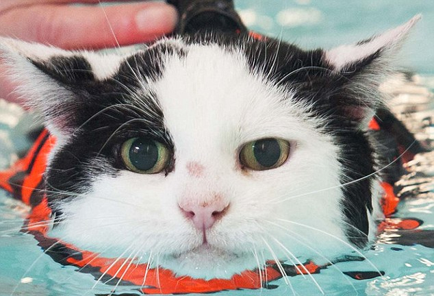 Английский короткошерстный кот успешно сбавил вес посредством плавания