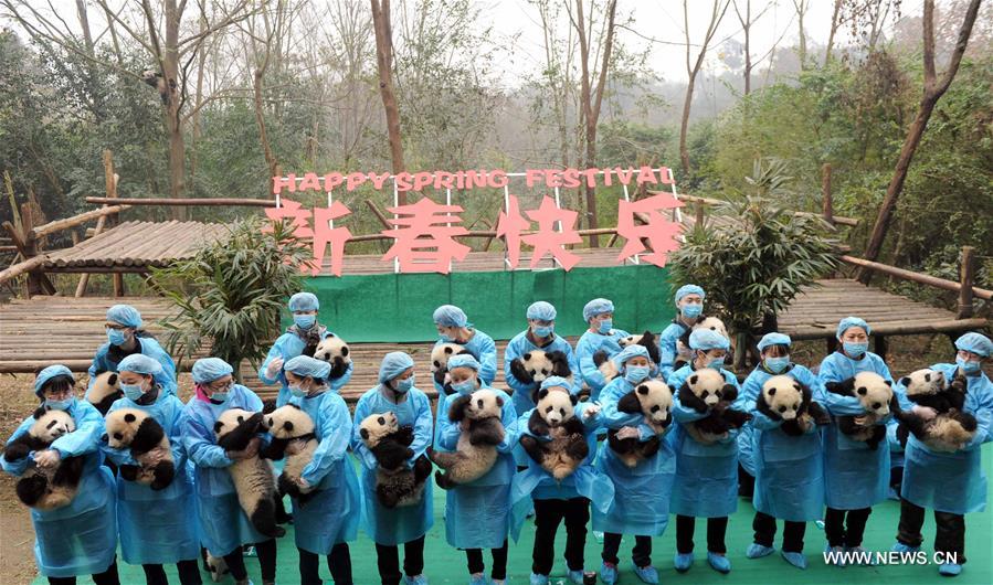 23 маленьких панды, родившихся в 2016 году, появились сегодня перед журналистами на базе по разведению и исследованию больших панд в городе Чэнду провинции Сычуань, чтобы вместе приветствовать наступление праздника Весны -- Нового года по китайскому лунному календарю.