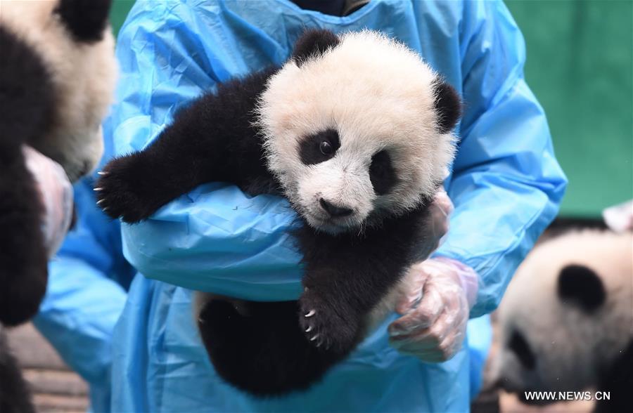 23 маленьких панды, родившихся в 2016 году, появились сегодня перед журналистами на базе по разведению и исследованию больших панд в городе Чэнду провинции Сычуань, чтобы вместе приветствовать наступление праздника Весны -- Нового года по китайскому лунному календарю.