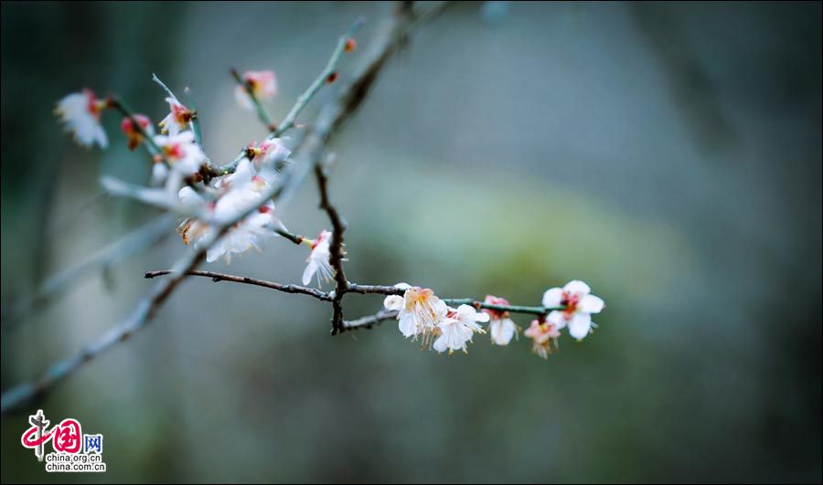 Очаровательные цветы сливы в уезде Либо провинции Гуйчжоу