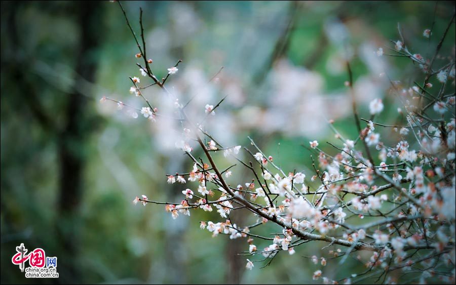 Очаровательные цветы сливы в уезде Либо провинции Гуйчжоу