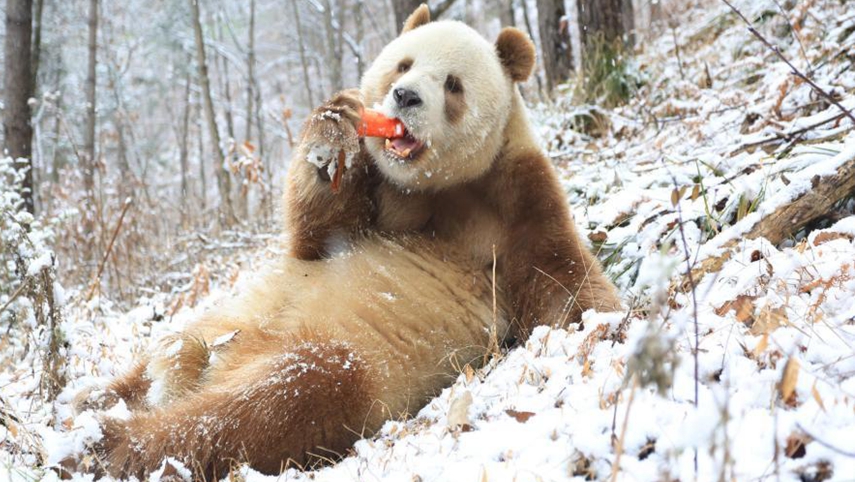 Очаровательная коричневая панда радуется снегу