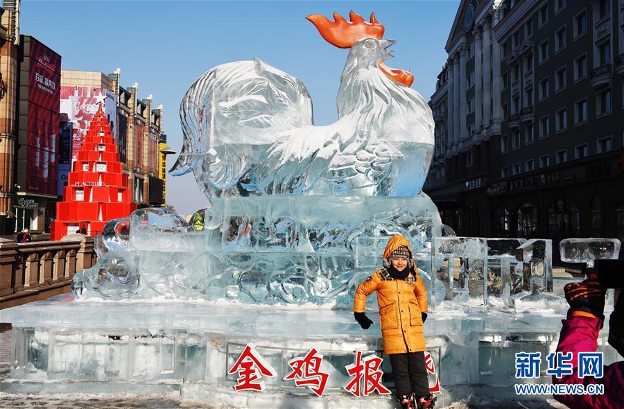 С приближением Праздника Весны и года Петуха по лунному календарю, во всех крупных парках ледяных скульптур в Харбине популярность у туристов завоевывают ледяные скульптуры, посвященные петуху.