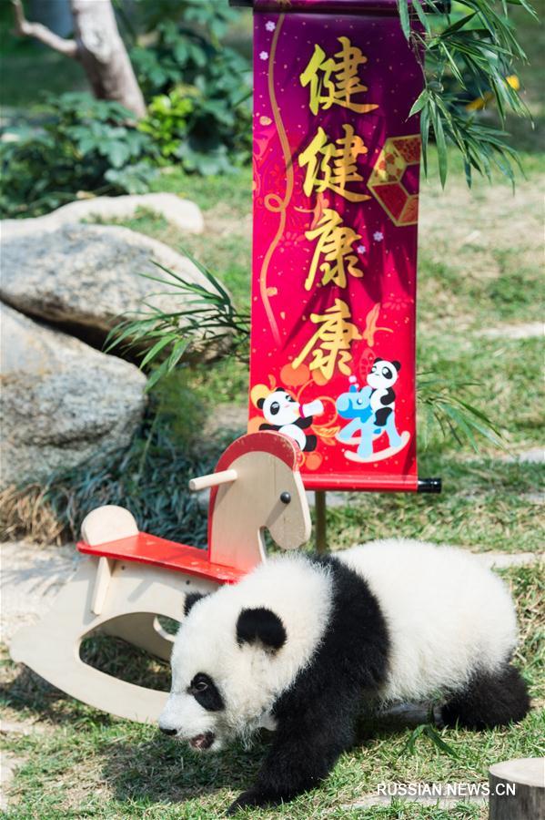 Новогодние поздравления от медвежат Цзяньцзяня и Канкана