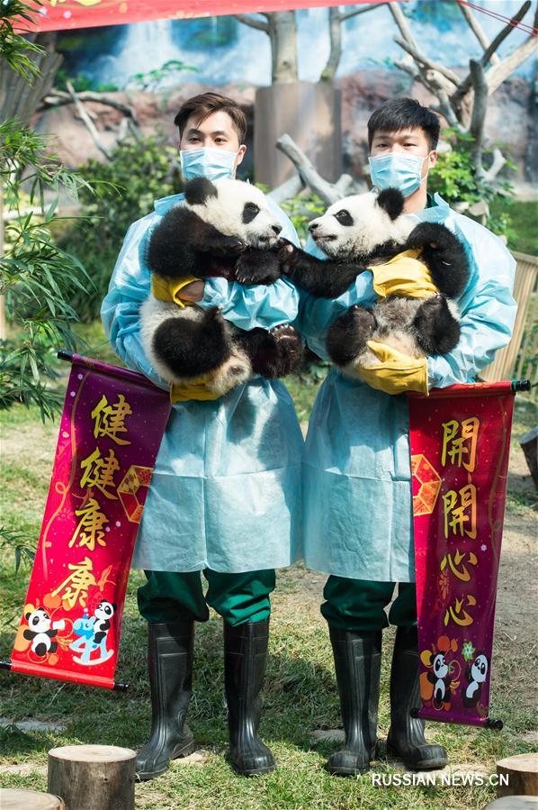 Новогодние поздравления от медвежат Цзяньцзяня и Канкана