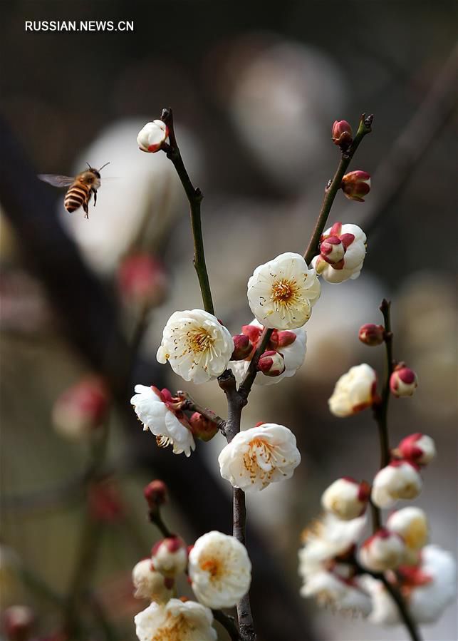 Цветение сливы -- символа весны в Китае