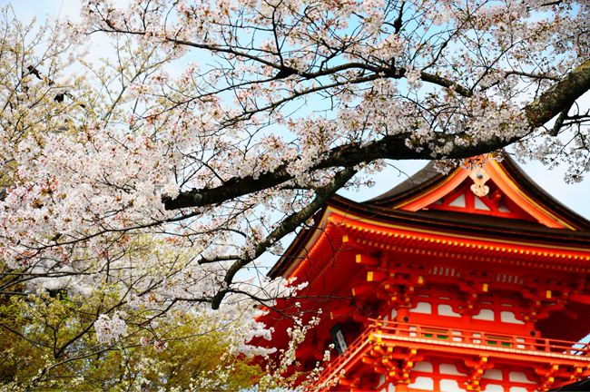 Путешественник Чэнь Хао: любоваться цветами вишни в Киото и неспешно прогуливаться по берегам Рейна 