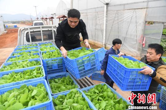 Городской округ Синьюй провинции Цзянси: овощи в горшочках из теплиц становятся популярными среди покупателей
