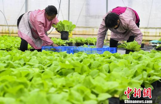 Городской округ Синьюй провинции Цзянси: овощи в горшочках из теплиц становятся популярными среди покупателей