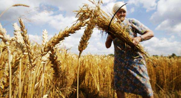 Российская пшеничная мука полюбилась китайским потребителям