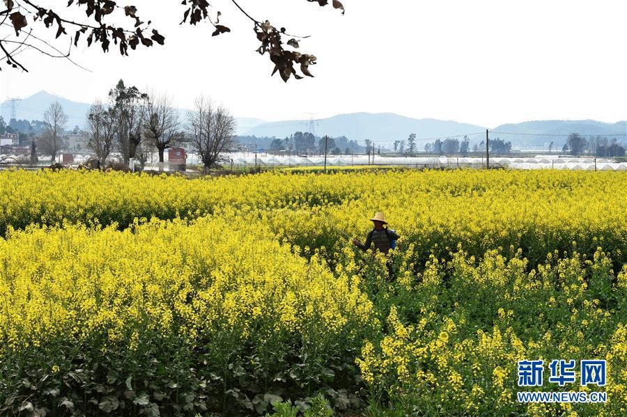 Золотое море цветов рапса в провинции Юньнань