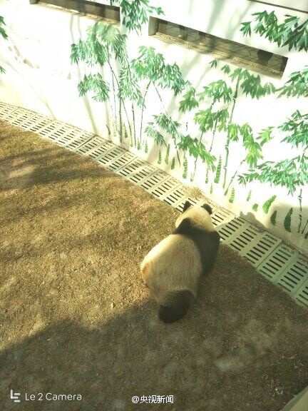 Ответственные из города Ланьчжоу: пена на губах у панды Ланьчжоуского зоопарка считается нормальным явлением