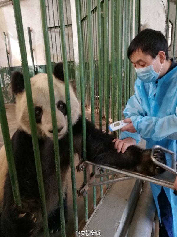 Ответственные из города Ланьчжоу: пена на губах у панды Ланьчжоуского зоопарка считается нормальным явлением