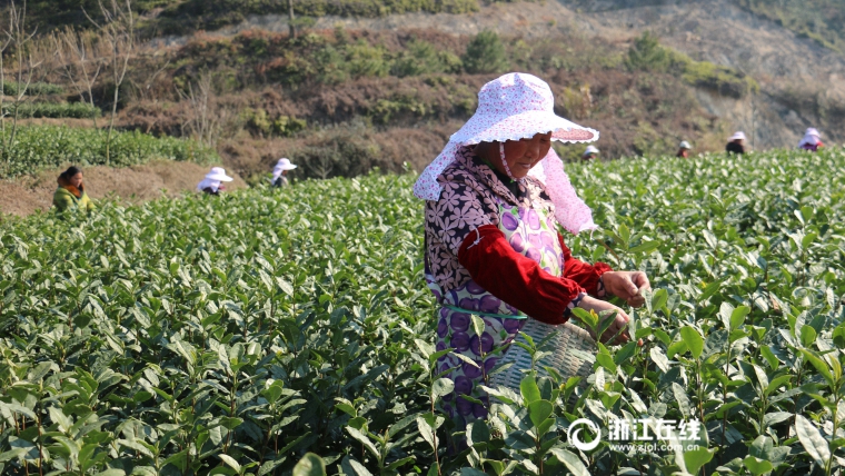 В уезде Сунян провинции Чжэзян начинается сезон сбора чая