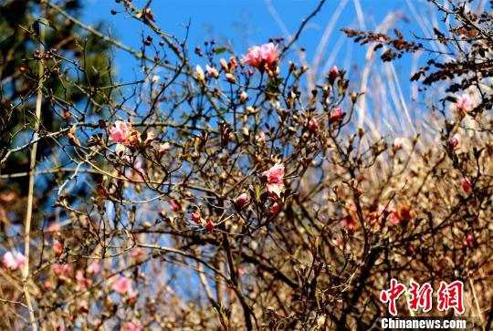 Цветение азалии в провинции Хубэй