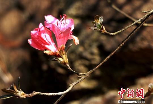 Цветение азалии в провинции Хубэй