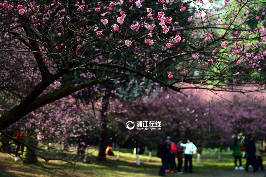 В городе Ханчжоу зацветают абрикосы