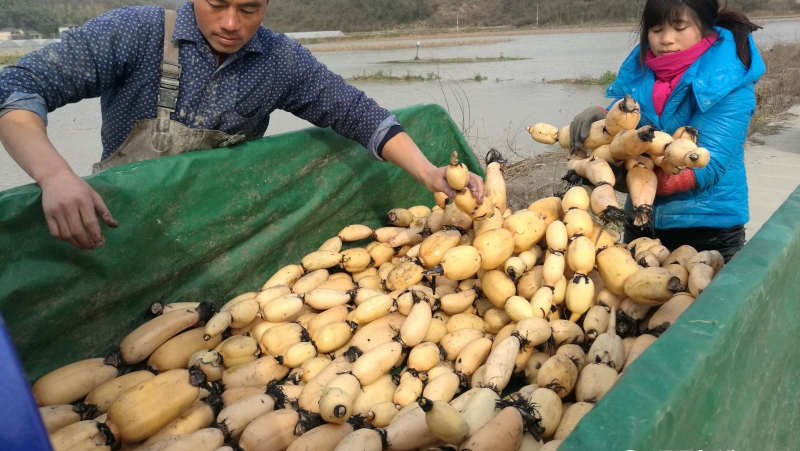 Сбор урожая корневищ лотоса в провинции Чжэзян