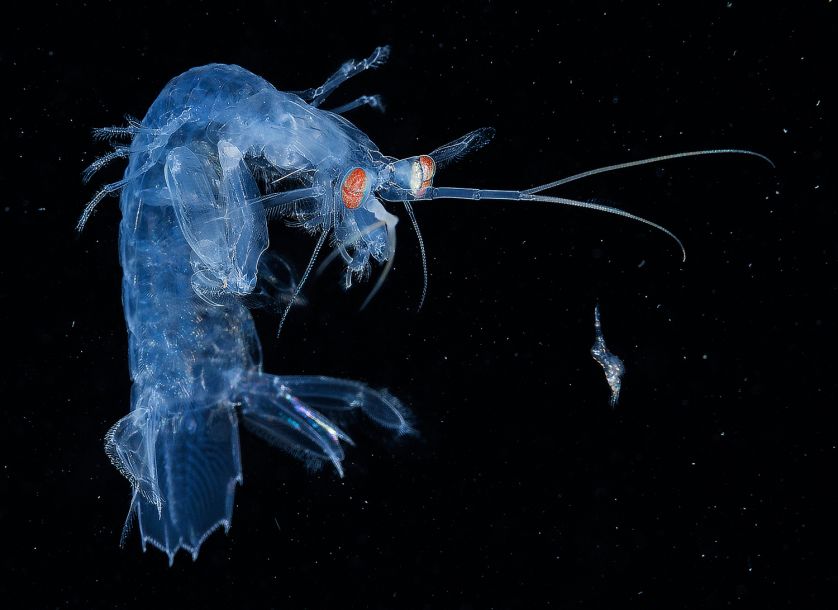 Волшебные пейзажи на дне моря: лучшие фотографии с конкурса подводной съемки