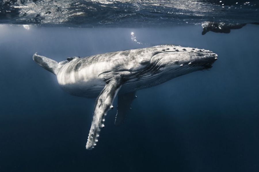Волшебные пейзажи на дне моря: лучшие фотографии с конкурса подводной съемки