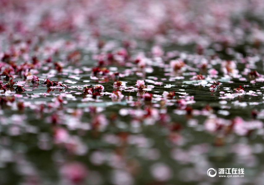 Осыпание цветов после дождя на улице Ханчжоу