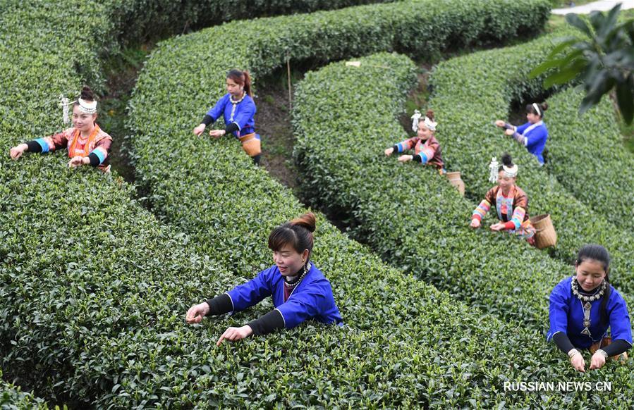 Сбор весеннего чая в Гуанси