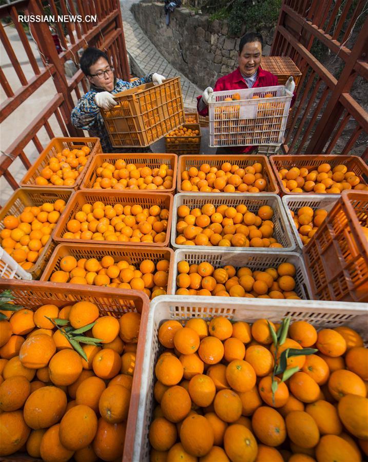 Начался сезон апельсинов сорта навель с красной мякотью из провинции Хубэй