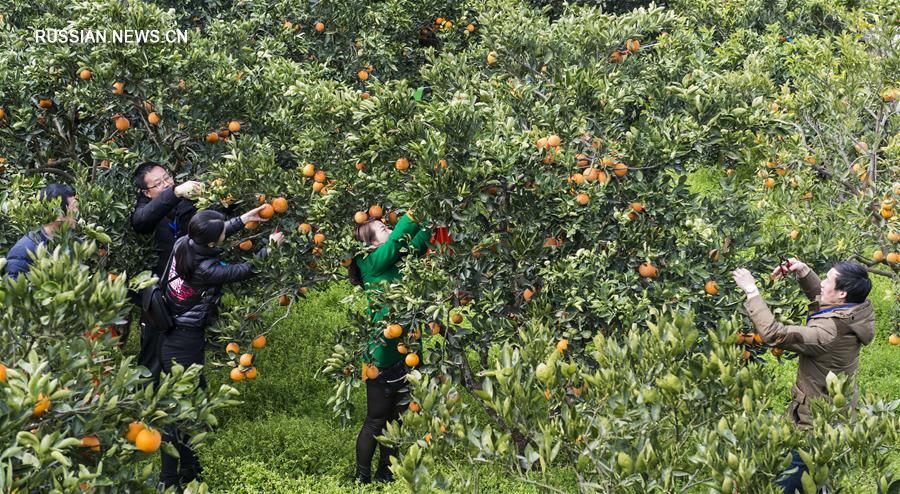 Начался сезон апельсинов сорта навель с красной мякотью из провинции Хубэй