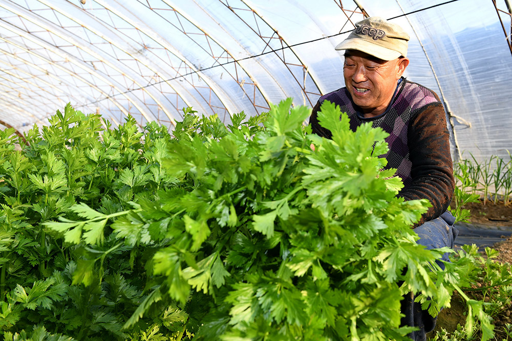 Уезд Луаньсянь провинции Хэбэй: развитие современного сельского хозяйства позволит повысить доходов местных жителей