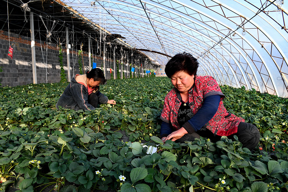 Уезд Луаньсянь провинции Хэбэй: развитие современного сельского хозяйства позволит повысить доходов местных жителей