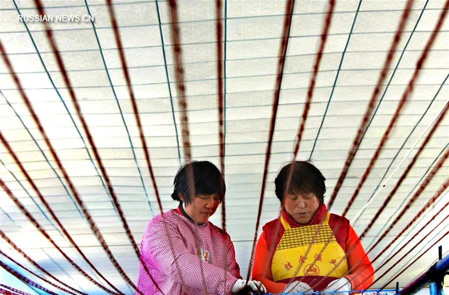 Инициатива сельских жительниц в уезде Июань помогает победить бедность