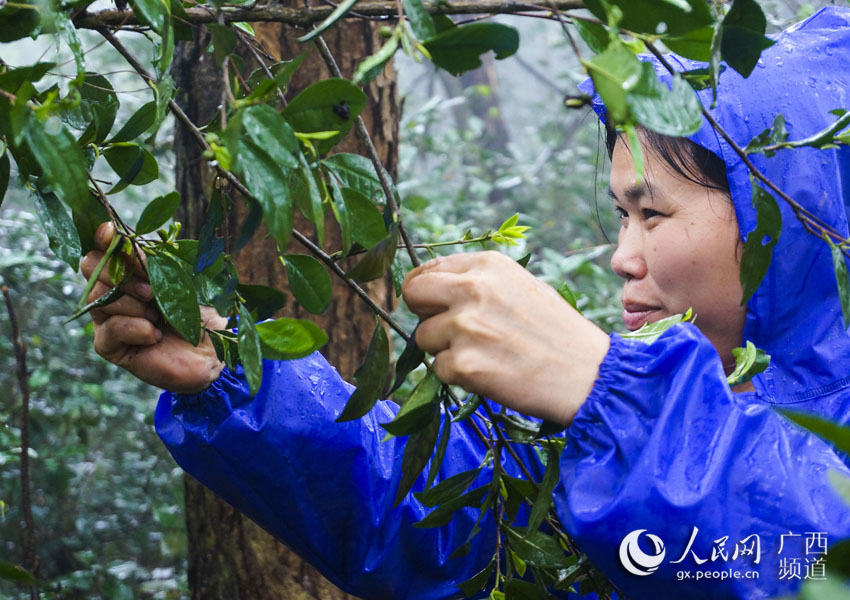 Развитие чайной промышленности увеличивает доход жителей уезда Пубэй провинции Гуанси