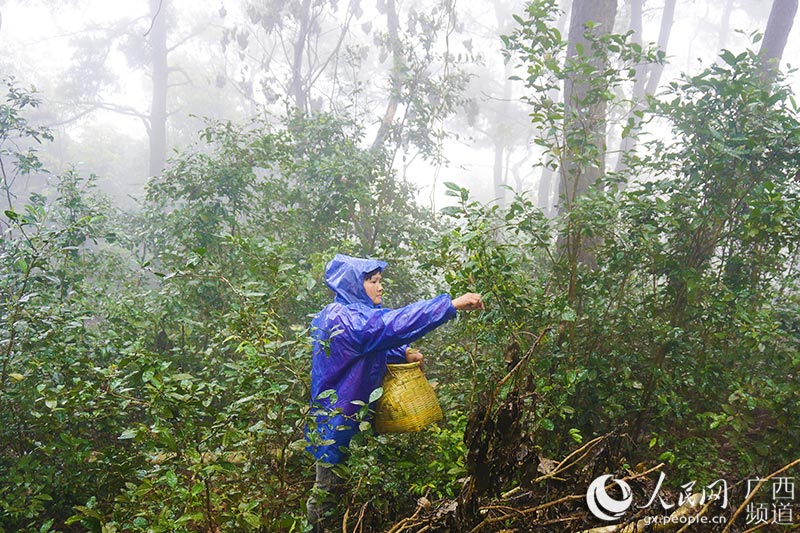 Развитие чайной промышленности увеличивает доход жителей уезда Пубэй провинции Гуанси