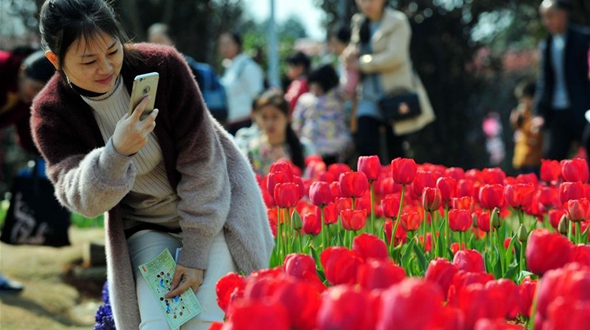 Весеннее море цветов в Наньчане