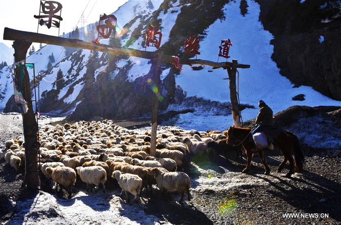 Перегон овечьих стад в Синьцзяне
