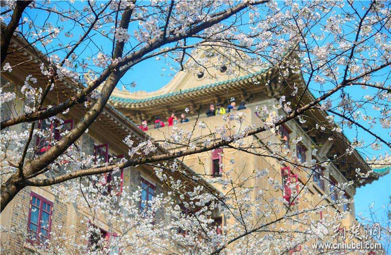10 тысяч туристов полюбовались цветением сакуры в Уханьском университете