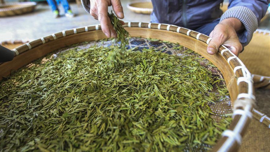 Производство весеннего чая в провинции Чжэцзян